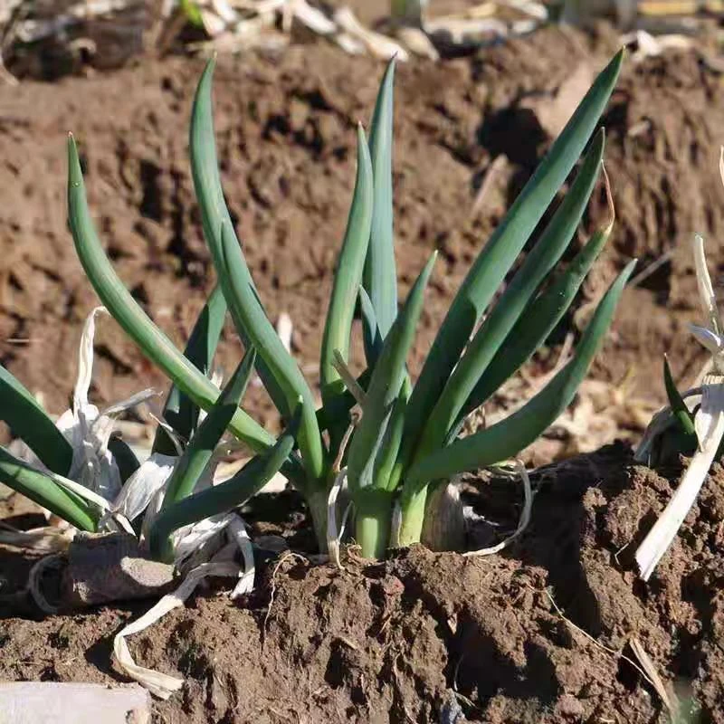 山东新鲜葱发芽葱农家肥蘸酱葱倒池葱打饭包的小香葱可栽种植包邮
