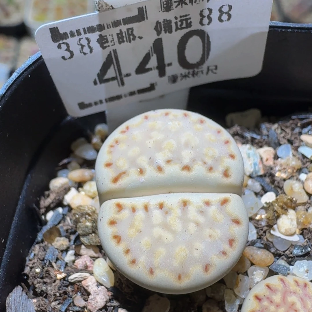Ssss精品生石花440