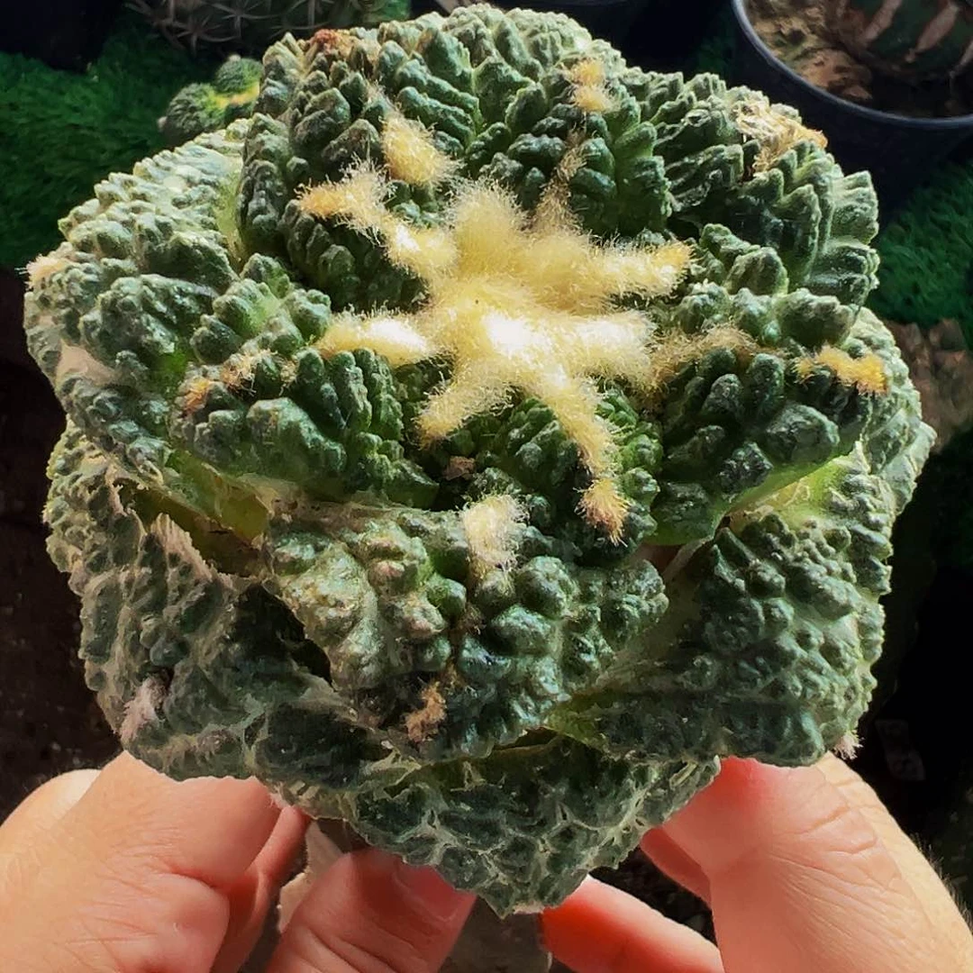 无花朵龟甲牡丹仙人球340