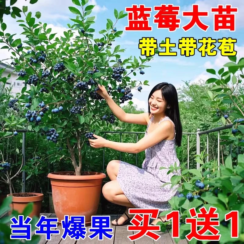 蓝莓树果苗l25盆栽特大号f6蓝莓苗南方北方种植奥尼尔 蓝梅树树苗