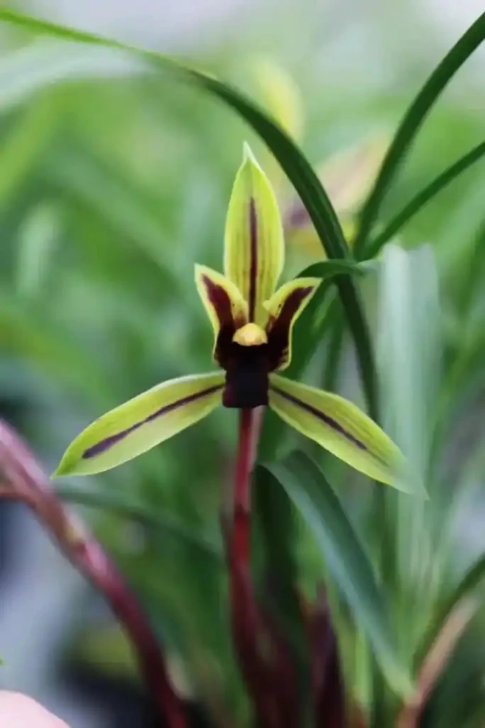 春兰包公魂红素好养兰花苗国兰绿植花卉