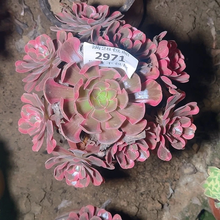 2971爱神多肉植物保护