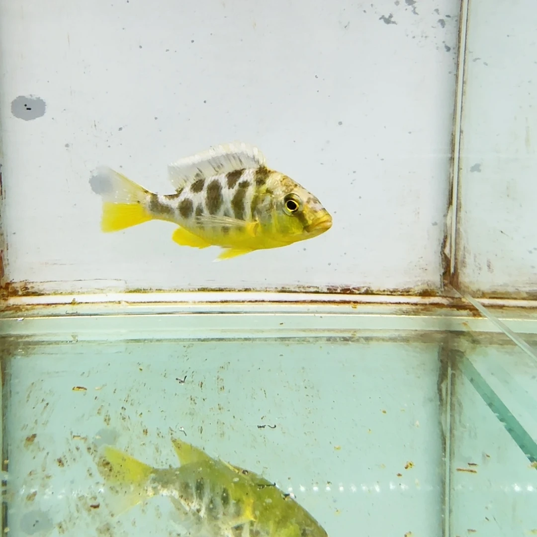 慈鲷474维纳斯。