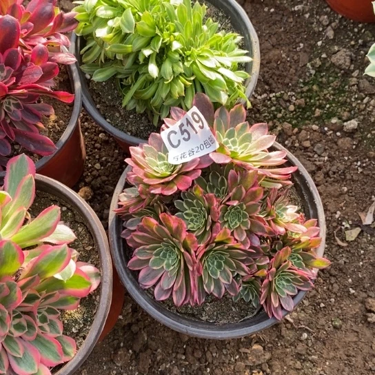 519四棵多肉植物