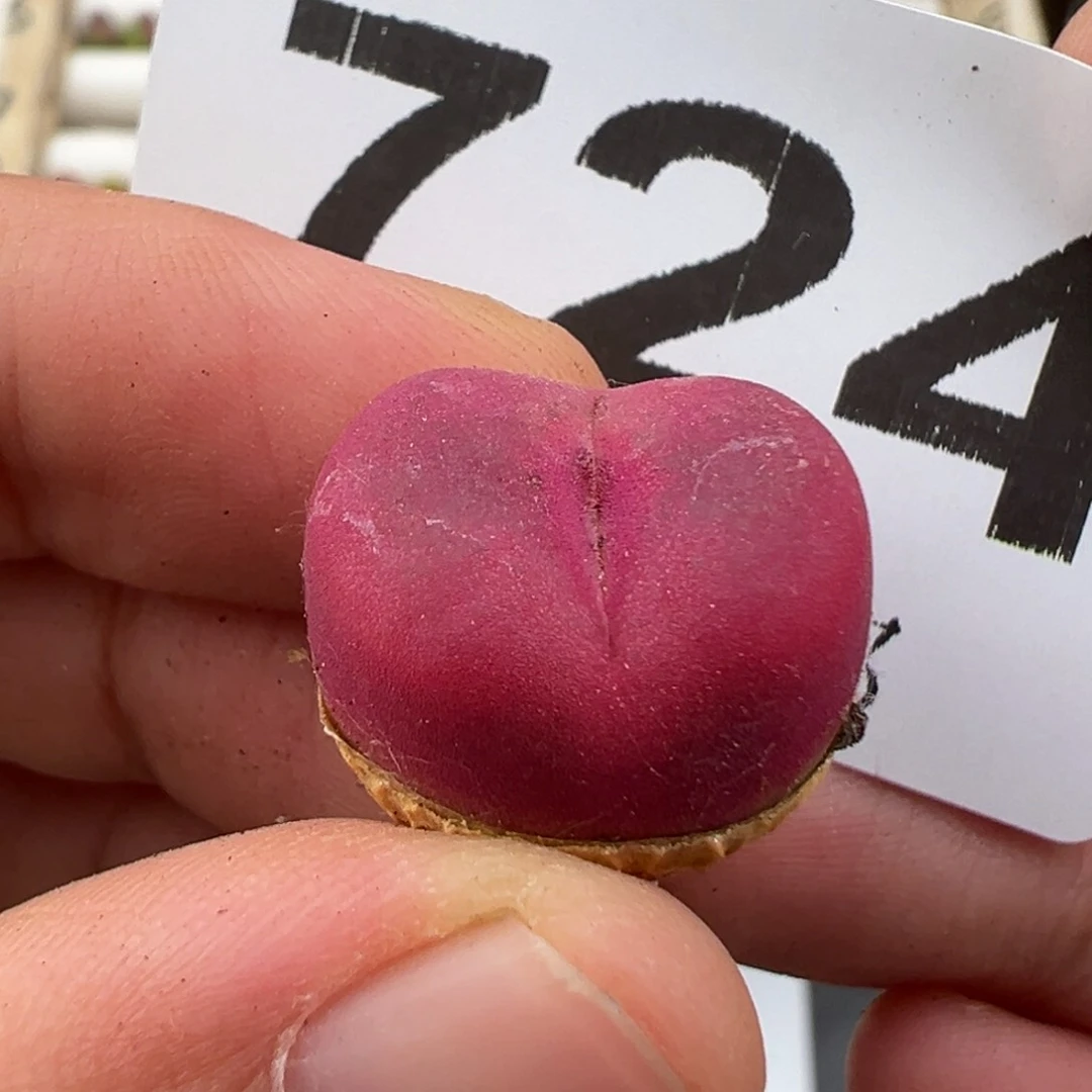 5.11好看的多肉脱土发货724