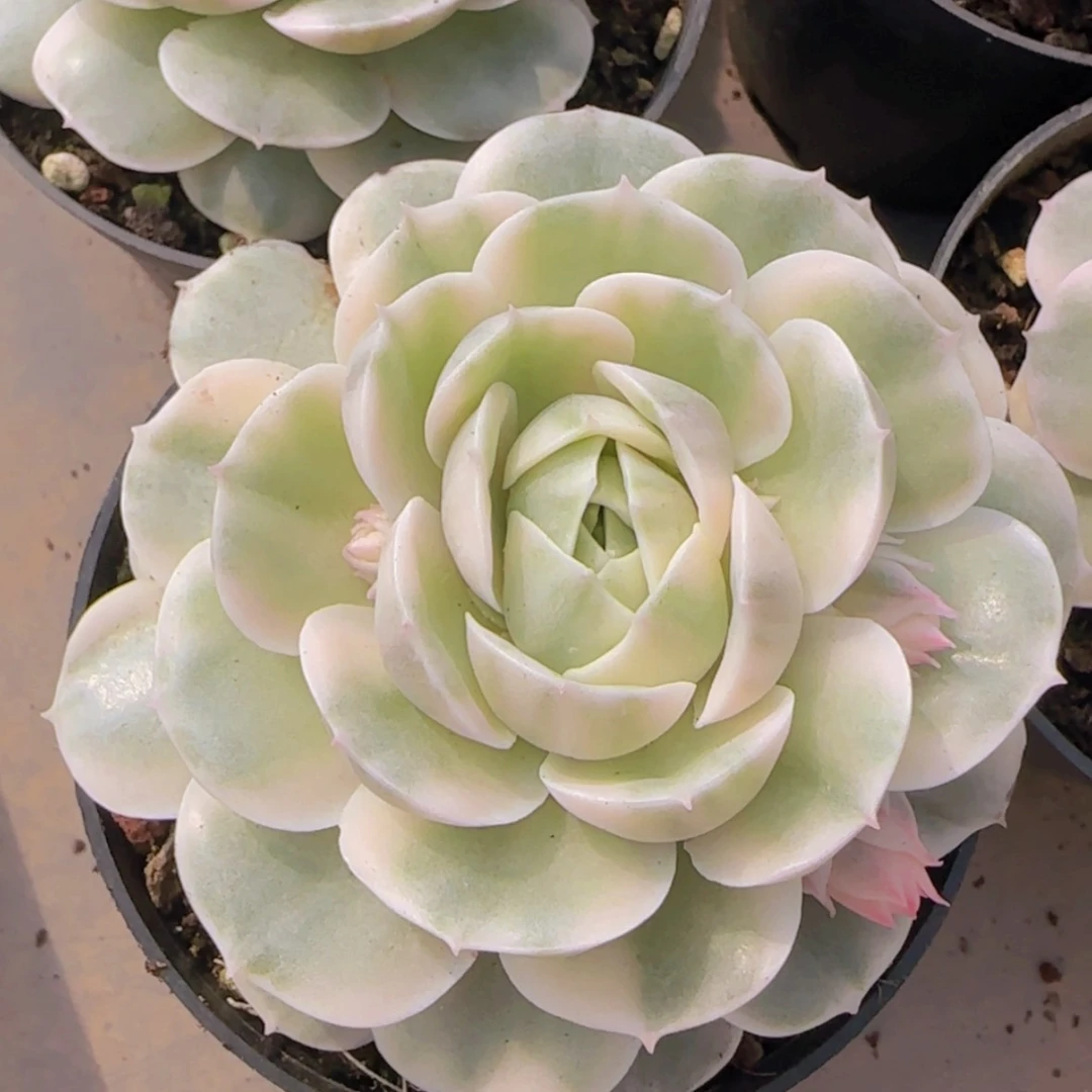 【闪购商品】昂斯诺锦