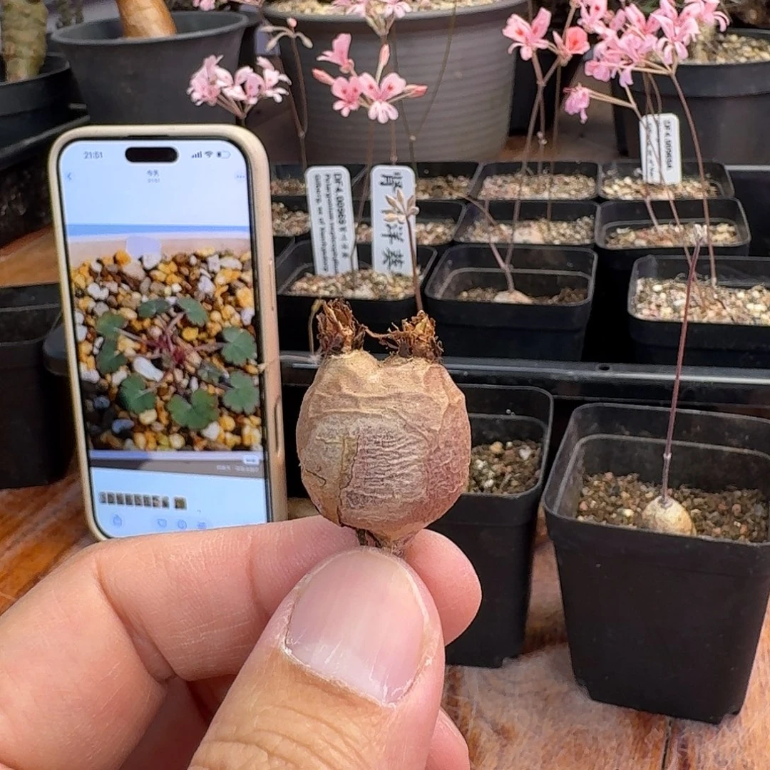 肾叶洋葵新货一个