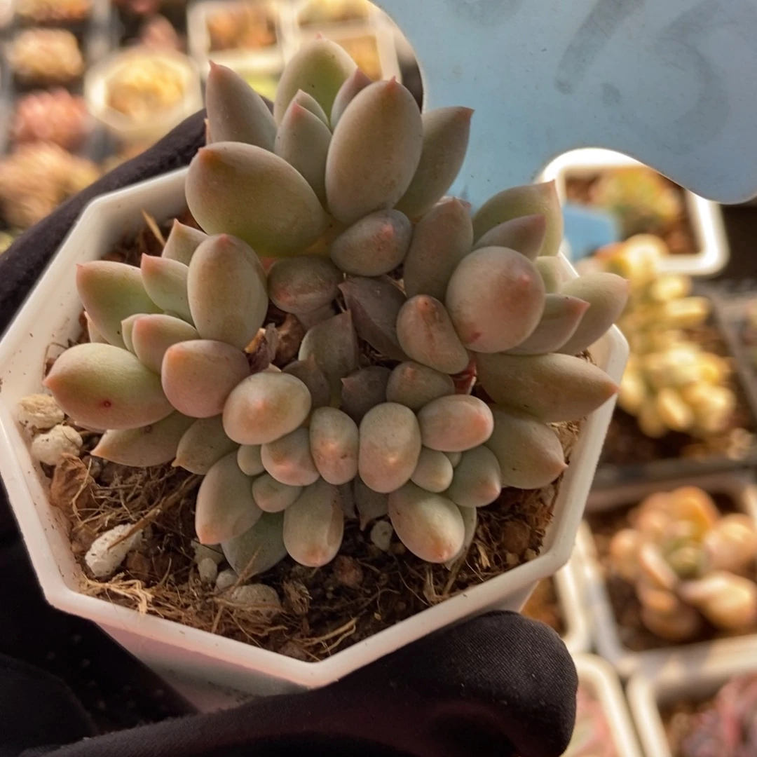 6075所罗门多肉植物保护