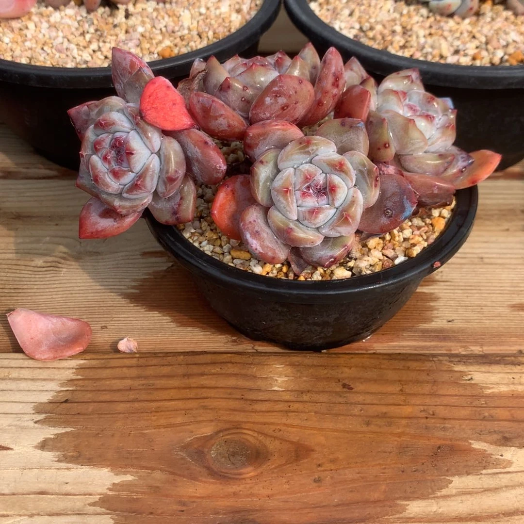 琦***喵琪琪小喵喵突尼斯发货多肉