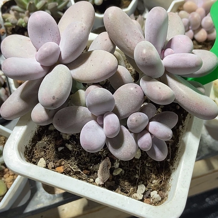 多肉植物奶酪781多肉