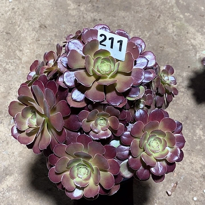 法师植物一物一拍211