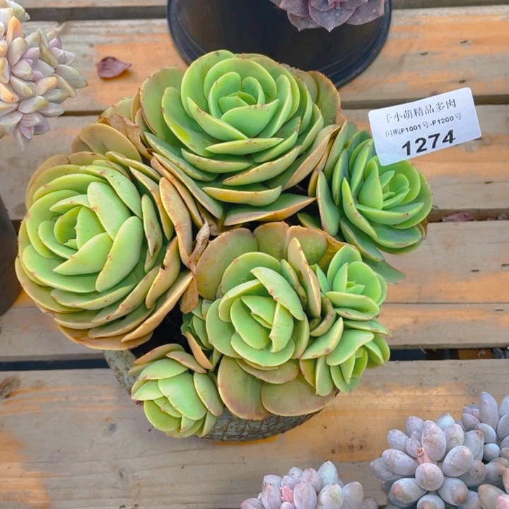 谢谢你的支持000001274