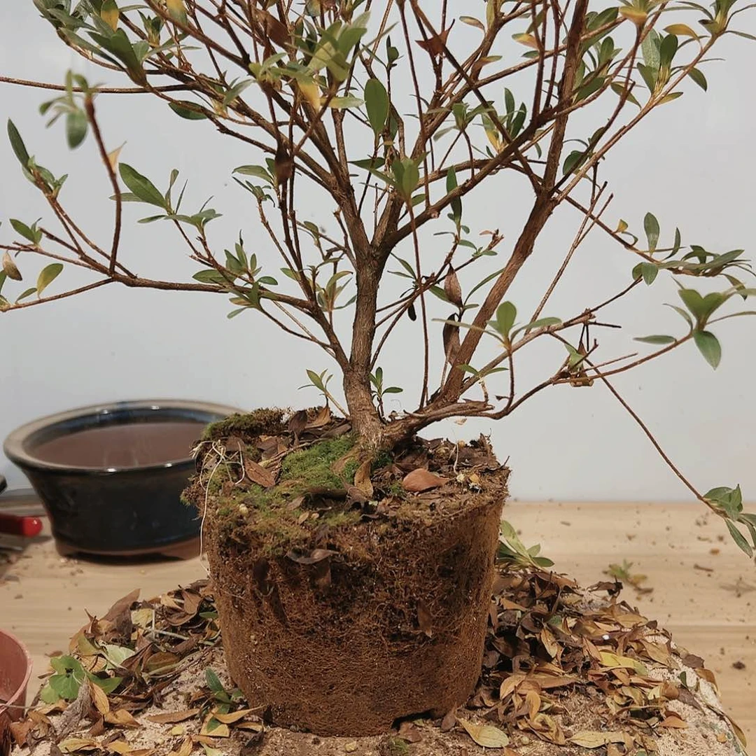 盆景皋月杜鹃品种彩