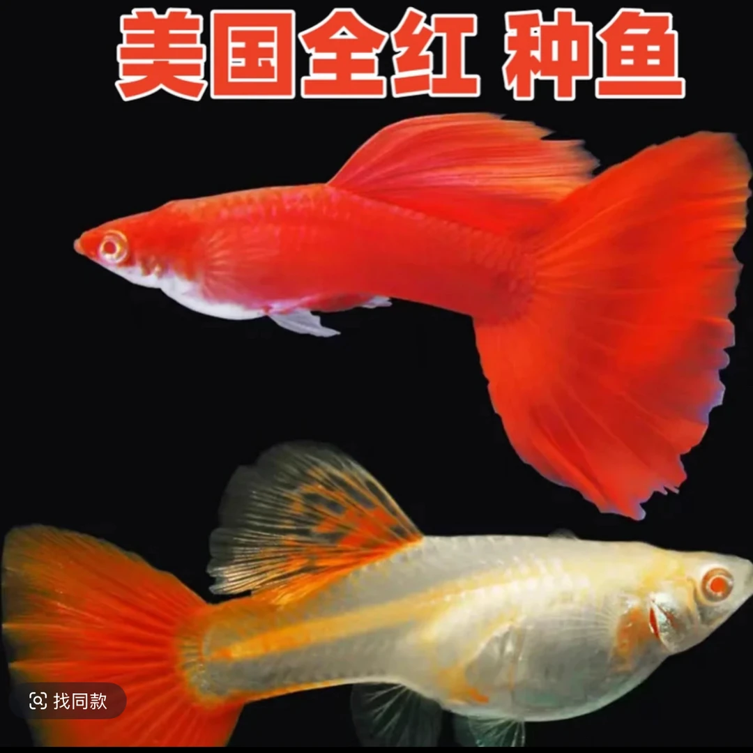 美系大背血红好养耐活热带观赏鱼