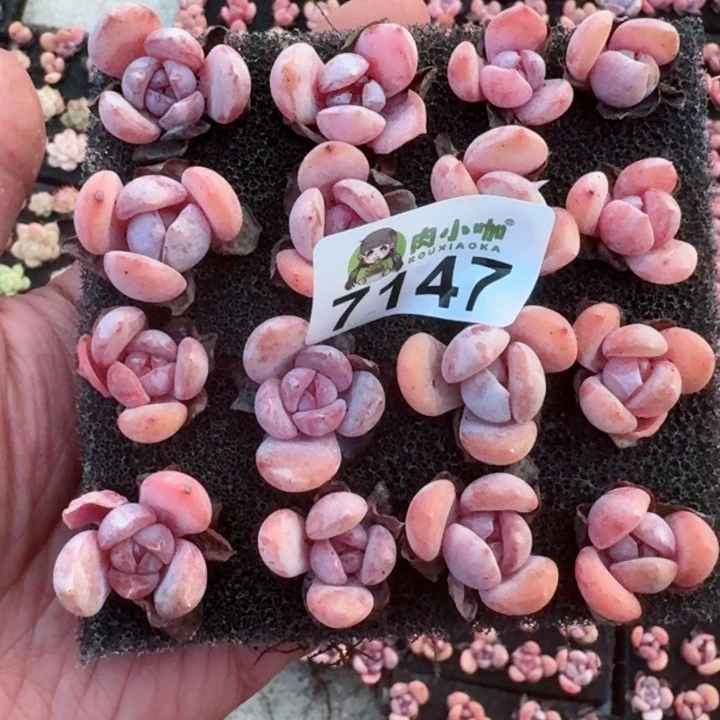 多肉植物多肉植物