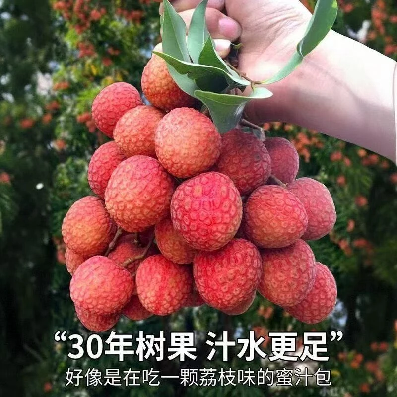 【生鲜冷链】桂味新鲜荔枝当季水果保鲜多汁从呼市发出