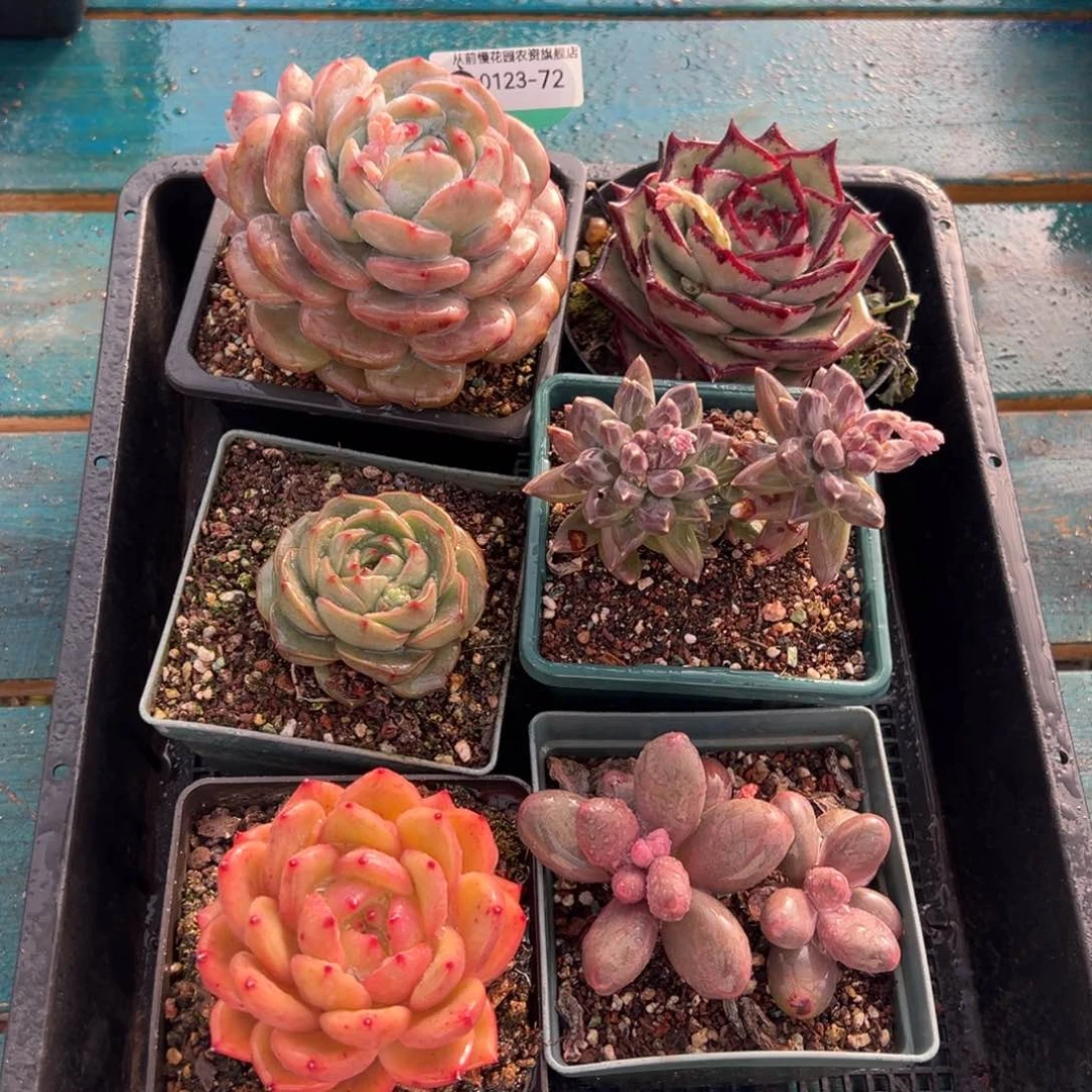 从前慢多肉精选编号0123.72