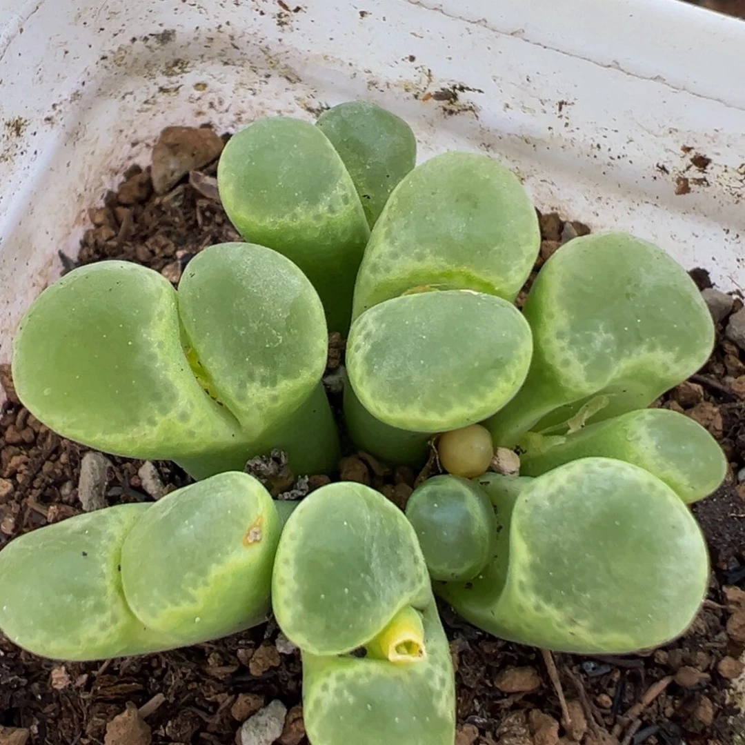 91多肉植物百科植物