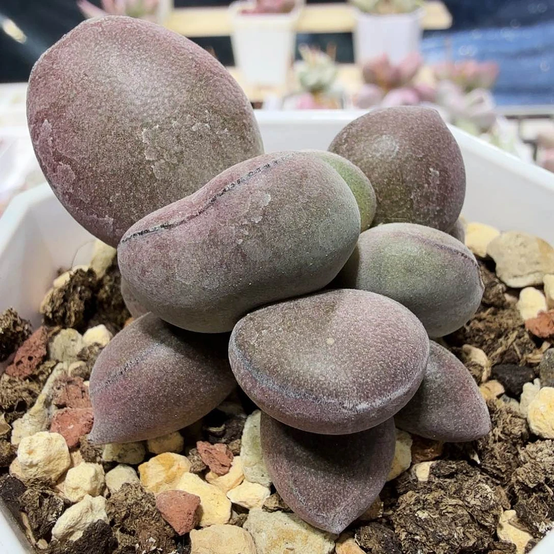 球球紫蛋水泡多肉植物