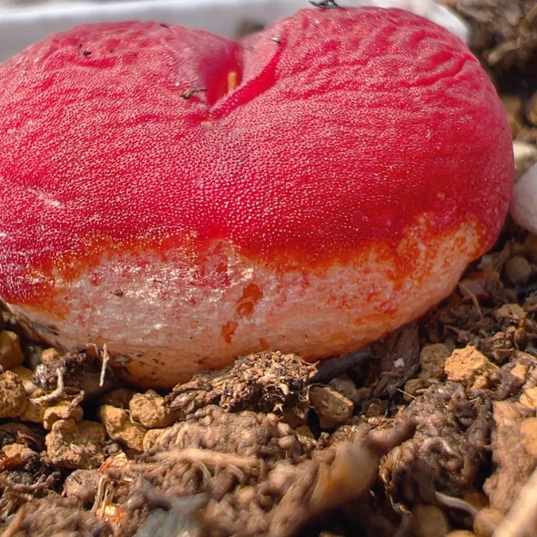 小****623多肉植物百科知识