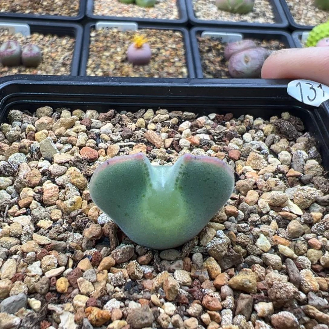 131多肉单头优选空蝉一棵