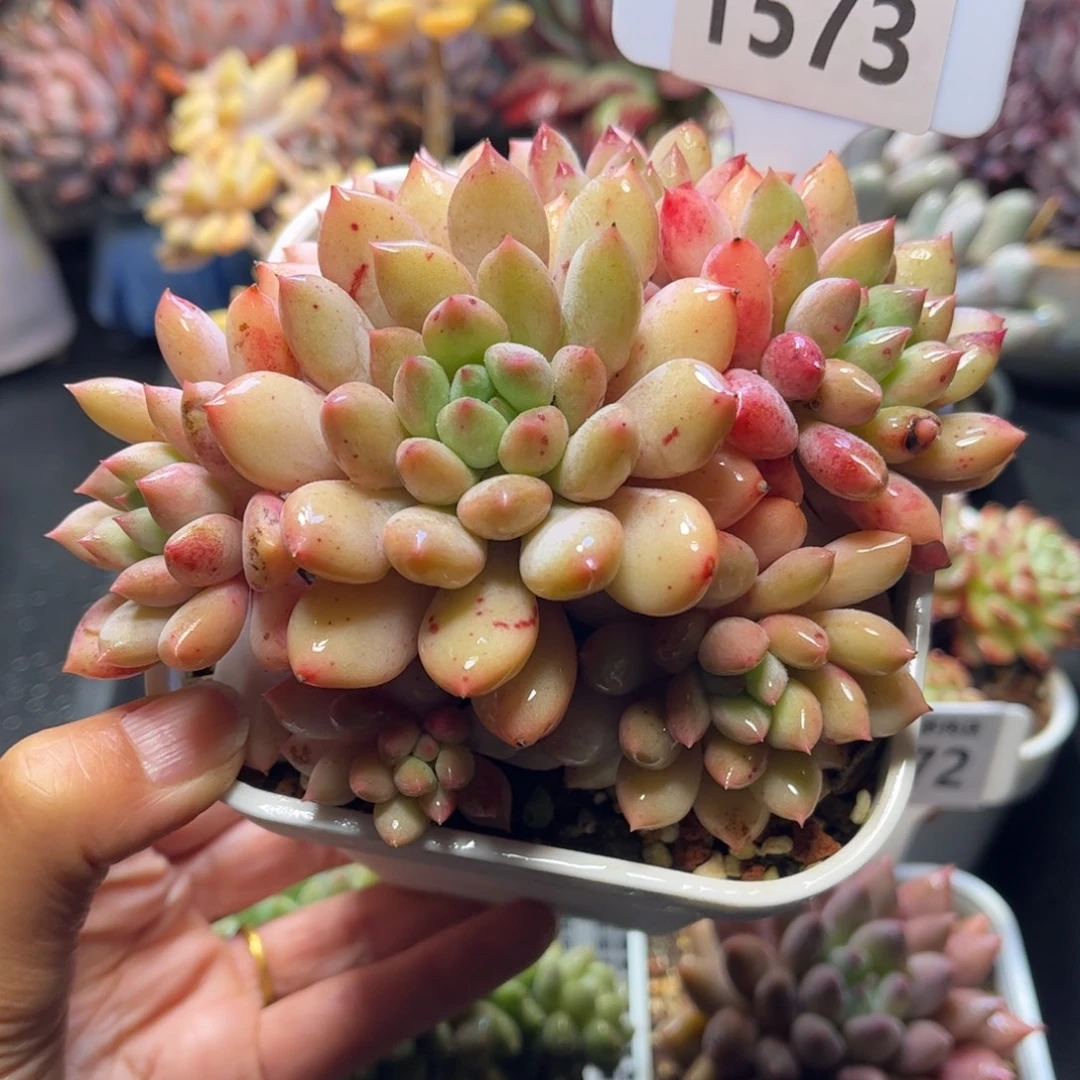 1573 天冷地区必拍保温箱