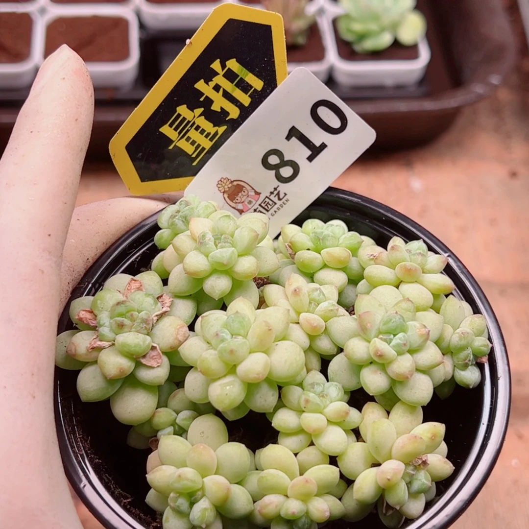 多肉植物多肉植物