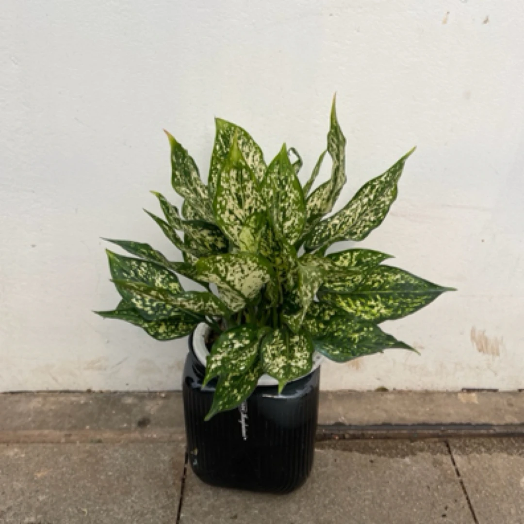 绿翡翠 北京水培植物 北京桌面小盆栽 北京小绿植满198起送