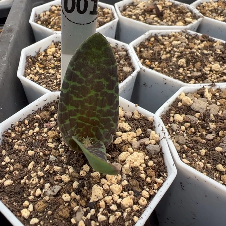 001实生根不知花色立金花多肉植物带盆土