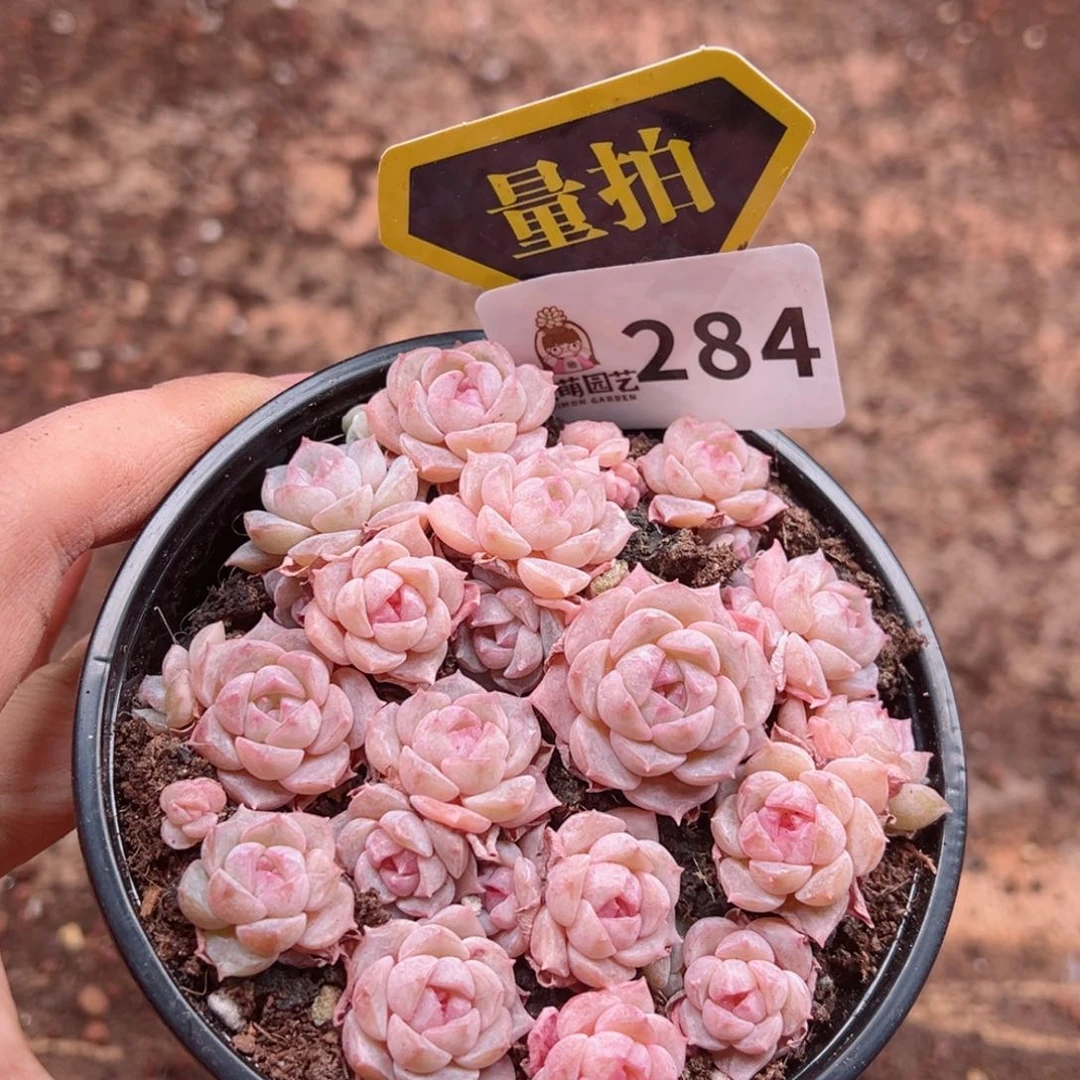 多肉植物多肉植物