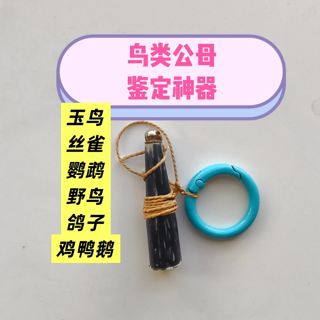 高端轻松鉴定鸟类公母玉鸟丝雀鹦鹉鸽子观赏鸡鉴定方法揭秘