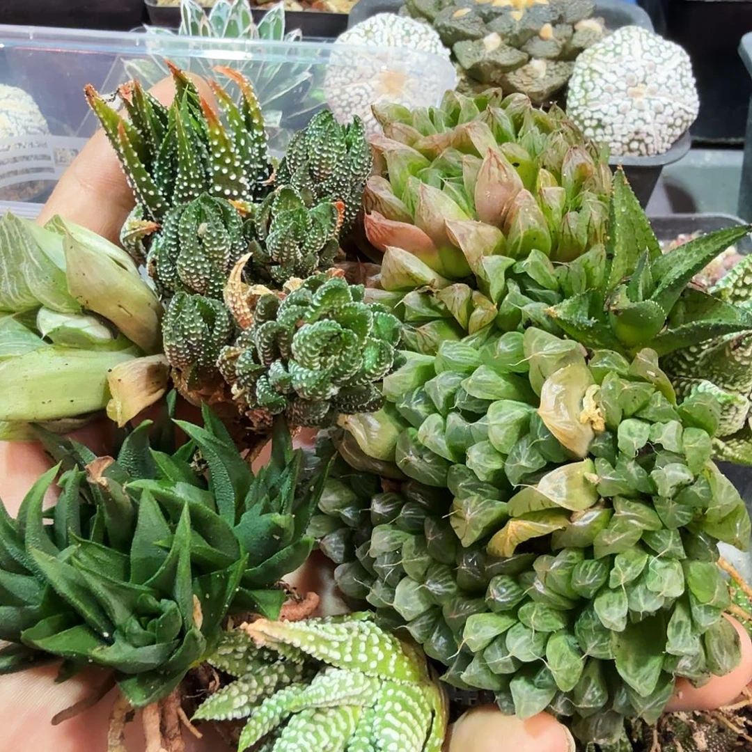 十二组合多肉植物