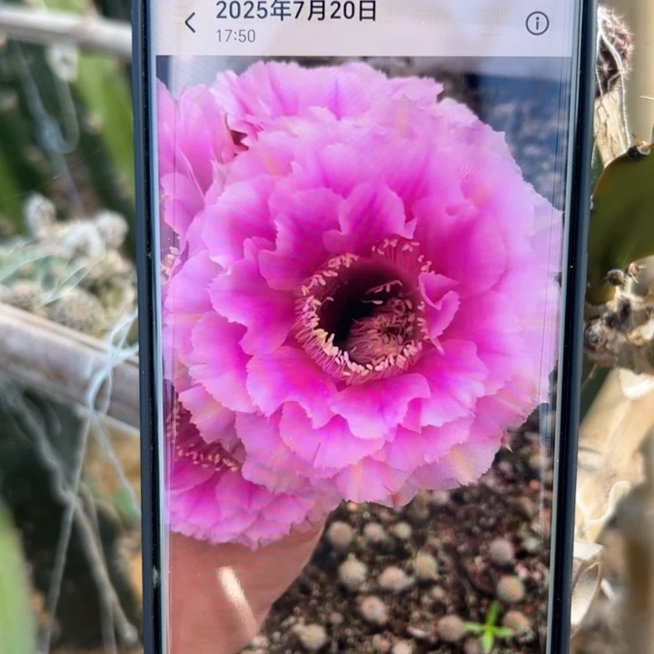 36彩草桃花洛歪无根侧芽4公分左右20包邮