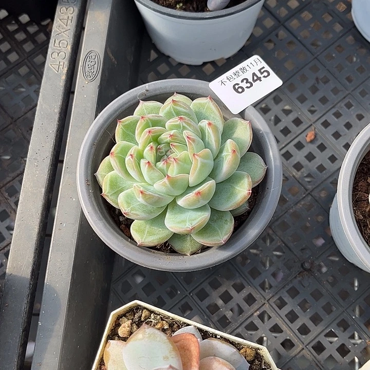 阿雅园艺。       6345雪花