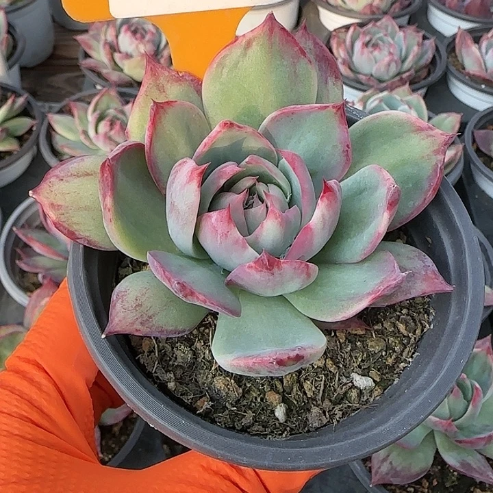 98 惊鸿仙子多肉植物6-8cm