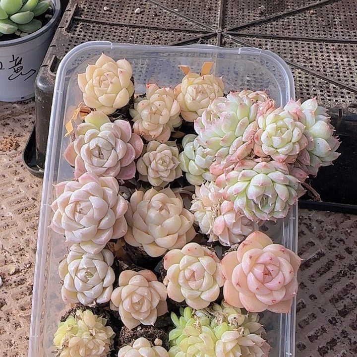 花时光精品多肉219