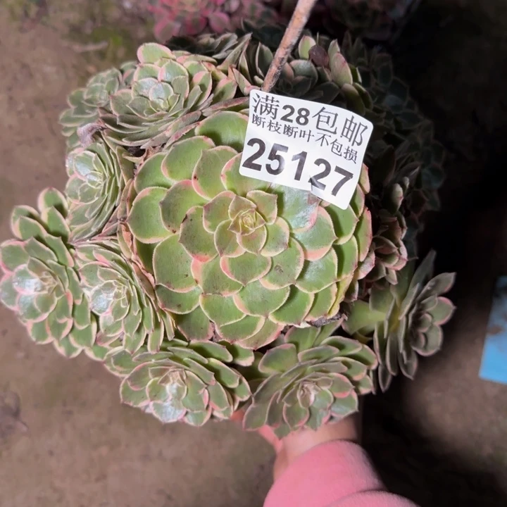 25127分花妖多肉植物
