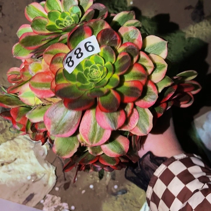 988奶白宽锦多肉植物处理不售后