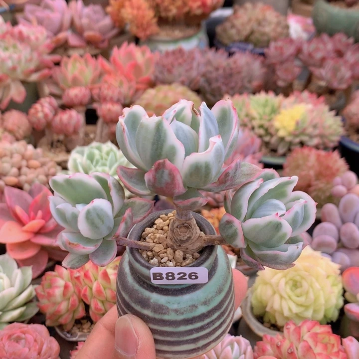 一物一拍含盆土满38包邮B826