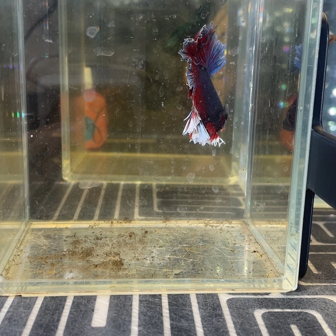 斗鱼18号1211早绣球hmpk