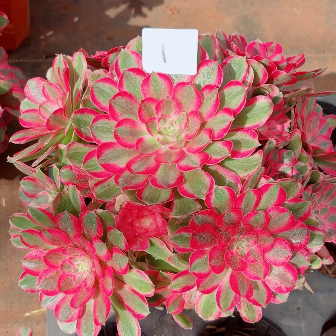 一物一拍多肉法师01