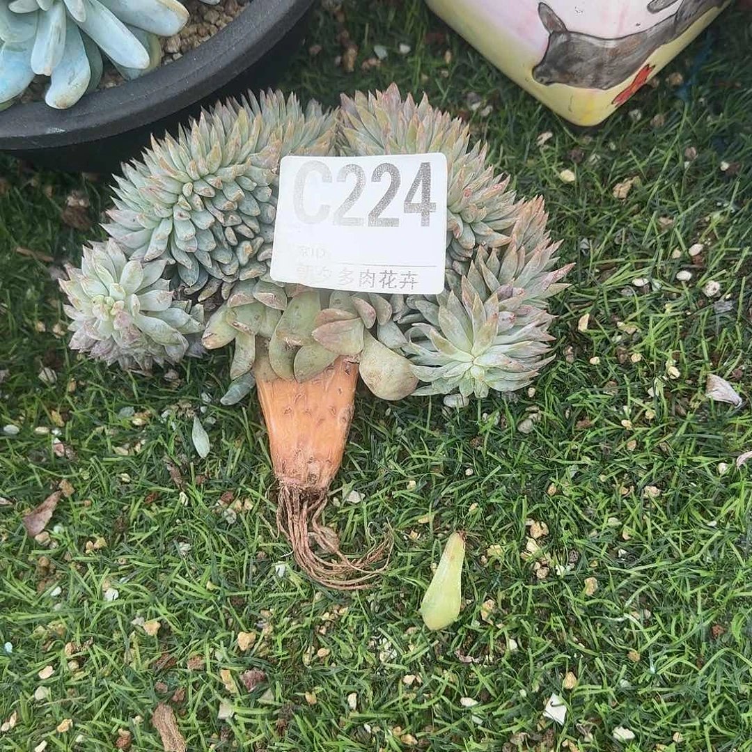 醒***醒星影缀化呀呀呀呀