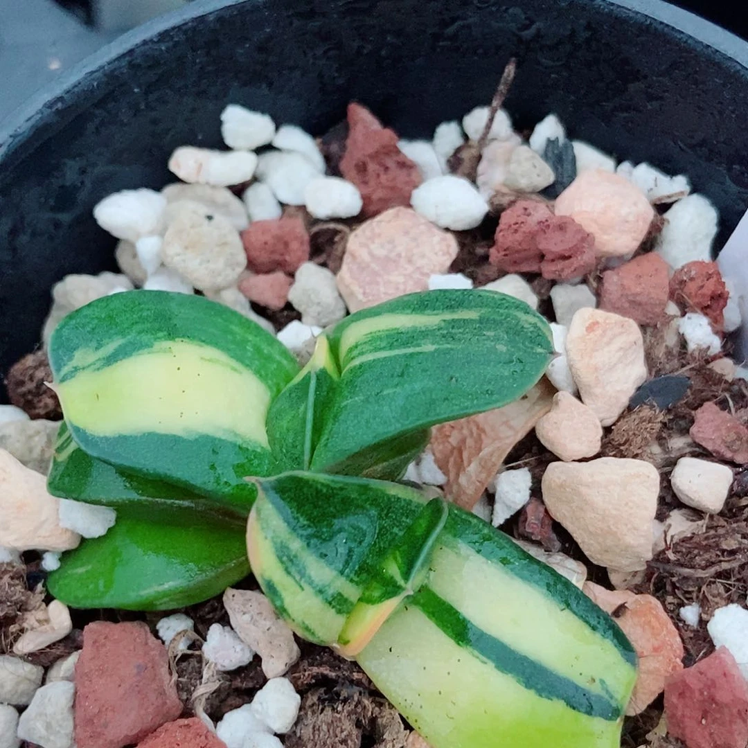 50卧牛实生锦两个带盆发货