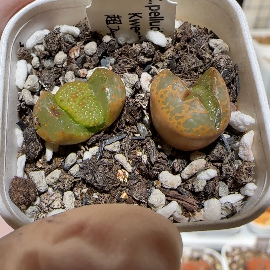 绑***咪肉锥多肉植物百科2-有疤1621