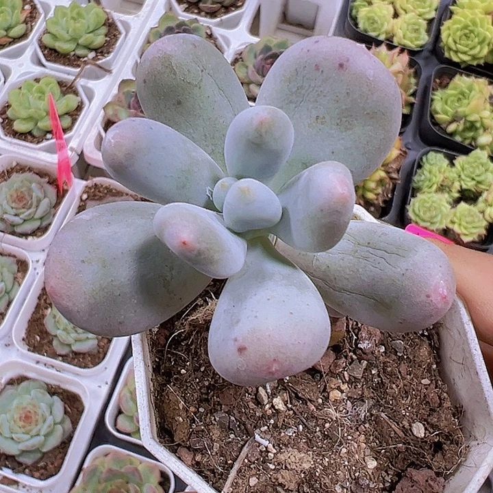 米可奶19包邮多肉植物