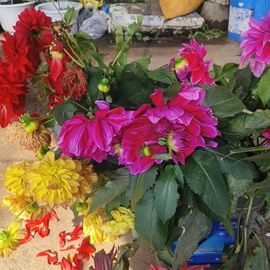 完全开放孤保仙子1.5-2