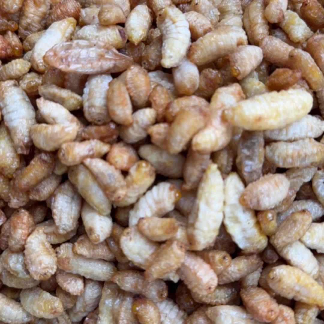 【无内脏金环虎头蜂3级】2025新鲜纯菜油油炸蜂蛹顺丰包邮