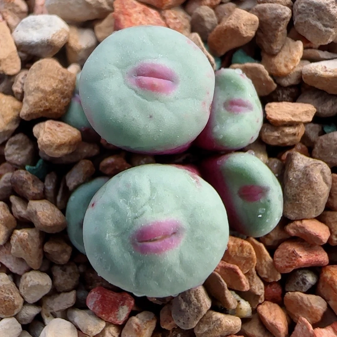 多肉植物TS429嘟嘟嘴特64号