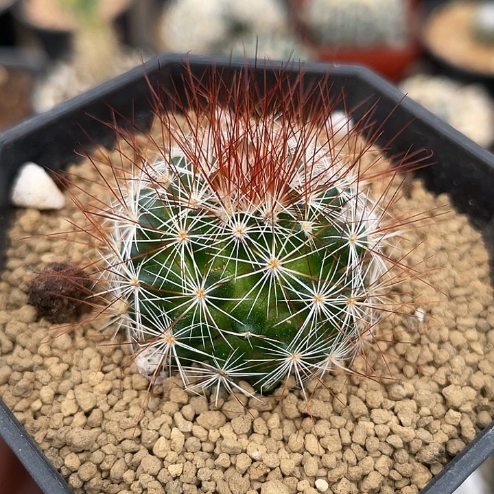 马库斯实生仙人球