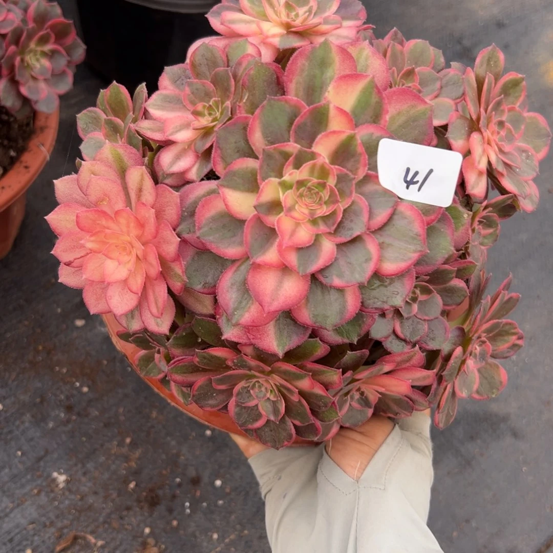 41黑魔锦村肉植物系
